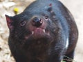 Wonderful Awesome Tasmanian devil in Closeup.