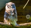 Closeup portrait of a milky eagle owl, tropical bird specie from Africa