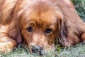 Closeup portrait muzzle of red dog breed Tibetan Mastiff