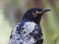 Elegant lovely Regent Honeyeater. Royalty Free Stock Photo