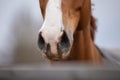 Portrait of nose of chestnut budyonny horse