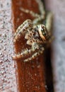 Closeup portrait o a jumping spider on a pice of wood