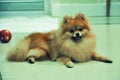 Portrait of odorable pomeranion dog lying on the glossy floor