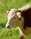 Closeup portrait one hereford cow alone on farm pasture. Portrait of hairy animal isolated against green grass on remote