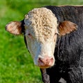 Closeup portrait one hereford cow alone on farm pasture. Portrait of hairy animal isolated against green grass on remote