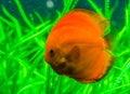 Closeup portrait of a orange discus fish, popular tropical pet from the Amazon basin of South America, Exotic fish specie