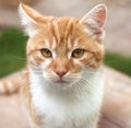 Closeup Portrait of an Orange Kitten