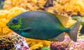 Closeup portrait of a orange spot rabbit fish, colorful tropical pet from the indo pacific ocean Royalty Free Stock Photo