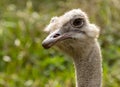 Closeup portrait of an ostrich Royalty Free Stock Photo