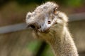 Closeup portrait of an ostrich Royalty Free Stock Photo