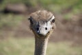 Closeup portrait of an ostrich Royalty Free Stock Photo