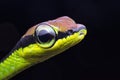 Closeup Portrait of a painted or walls bronzeback snake looking straight into the camera Royalty Free Stock Photo