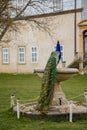 Closeup portrait of peacock with feathers walking in romantic park, bird with beautiful tail sitting on a stone bowl, pattern of Royalty Free Stock Photo
