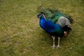 Closeup portrait of peacock with feathers walking in romantic park, green grass, bird with beautiful tail sitting on stone bowl, Royalty Free Stock Photo