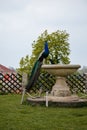 Closeup portrait of peacock with feathers walking in romantic park, green grass, bird with beautiful tail sitting on stone bowl,