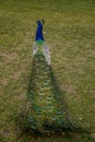 Closeup portrait of peacock walking with feathers walking in romantic park, green grass, bird with beautiful tail, pattern of Royalty Free Stock Photo