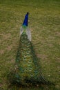 Closeup portrait of a peacock walking with feathers walking in romantic park, green grass, bird with beautiful tail, pattern of