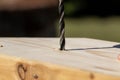 A closeup portrait of a person drilling a hole in a piece of pine wood. The wood drill bit has already drilled itself a bit into Royalty Free Stock Photo