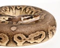 Pewter Ball Python Portrait Royalty Free Stock Photo