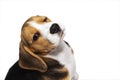 Closeup portrait photo of adorable Beagle puppy on light background