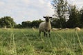 A closeup portrait photograph of an ewe, a beige sheep with a black face standing on lush green grass Royalty Free Stock Photo