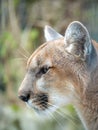 A closeup portrait photograph of a wild puma mountain lion or cougar with soft cream colored fur and blurred bokeh background Royalty Free Stock Photo