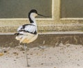 Closeup portrait of a pied avocet, popular wading bird from Eurasia, bird with a funny curved bill