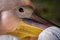 closeup portrait of a pink pelican Royalty Free Stock Photo