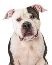 Closeup Portrait Pit Bull Dog Looking Forward Royalty Free Stock Photo