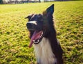 Closeup portrait of playful purebred border collie, keeps mouth open and showing big tongue, funny face expression over outdoors