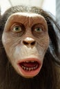 Closeup portrait of a prehistoric hominid Royalty Free Stock Photo