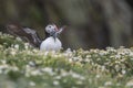 A closeup portrait of a puffin with fish in beak Royalty Free Stock Photo
