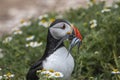 A closeup portrait of a puffin with fish in beak Royalty Free Stock Photo