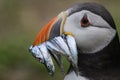 A closeup portrait of a puffin with fish in beak Royalty Free Stock Photo