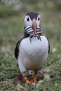 A closeup portrait of a puffin with fish in beak Royalty Free Stock Photo