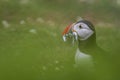 A closeup portrait of a puffin with fish in beak Royalty Free Stock Photo