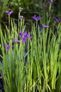 Closeup portrait of purple Louisiana iris flowers growing in dark bayou swamp water background Royalty Free Stock Photo