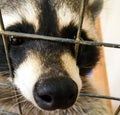 Closeup portrait of a raccoon in a cage. Curious raccoon holds paw cage
