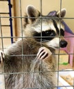 Closeup portrait of a raccoon in a cage. Curious raccoon holds paw cage