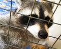 Closeup portrait of a raccoon in a cage. Curious raccoon holds paw cage