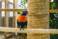 Closeup portrait of a rainbow lorikeet, colorful tropical bird specie from australia Royalty Free Stock Photo