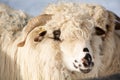 Closeup portrait of a ram, sheep at the traditional eco farm Royalty Free Stock Photo