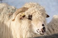 Closeup portrait of a ram, sheep at the traditional eco farm Royalty Free Stock Photo