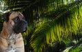 Closeup portrait of a rare breed of dog - South African Boerboel on the background of green leaves of palm trees.