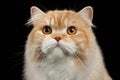 Closeup Portrait of Red big Persian Cat Angry Looking on black Royalty Free Stock Photo