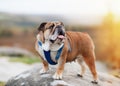 Red English / British Bulldogs/dog in blue harness out for a walk in the countryside