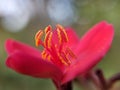 Closeup portrait of a Red flower Macro Shot in the garden Royalty Free Stock Photo