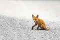 Closeup portrait of Red Fox cub sitting on a road in the Bombay Hook National Wildlife Refuge.Delaware.USA Royalty Free Stock Photo