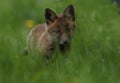 Closeup red fox cub Royalty Free Stock Photo