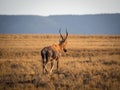 Closeup portrait of red hartebeest antelope walking on field in Mlilwane Wildlife Sanctuary, Swaziland, Southern Africa